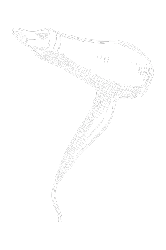 Professzionális hajszárítók